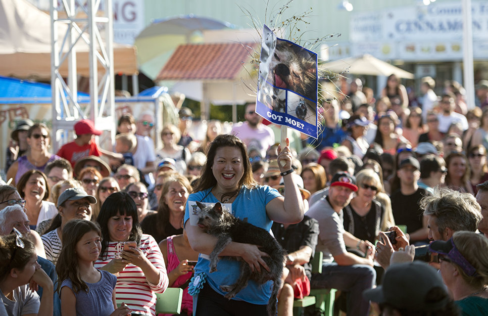 Метис брюссельского гриффона и мопса по кличке Мо во время конкурса на звание самой уродливой собаки в мире