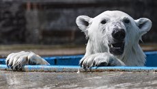 Белый медведь. Архивное фото Белый медведь. Архивное фото