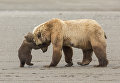 Работа фотографа из США Ashleigh Scully Bear hug в категории Молодой фотограф от 11 до 14 лет в финале конкурса Wildlife Photographer of the Year 2017 Работа фотографа из США Ashleigh Scully Bear hug в категории Молодой фотограф от 11 до 14 лет в финале конкурса Wildlife Photographer of the Year 2017