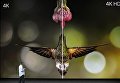 старший вице-президент компании Apple по программному обеспечению Эдди Кью на презентации новых продуктов в штаб-квартире Apple в Купертино старший вице-президент компании Apple по программному обеспечению Эдди Кью на презентации новых продуктов в штаб-квартире Apple в Купертино