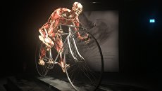   Body Worlds  