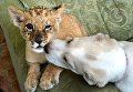 Маленькая львица Астра и щенок среднеазиатской овчарки по кличке Эльза Маленькая львица Астра и щенок среднеазиатской овчарки по кличке Эльза