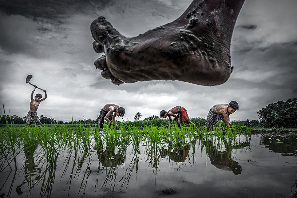 Sujan Sarkar. Paddy cultivation Sujan Sarkar. Paddy cultivation
