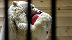 Белая медведица Снежинка, доставленная из Якутии, в Ленинградском зоопарке. 6 декабря 2017 Белая медведица Снежинка, доставленная из Якутии, в Ленинградском зоопарке. 6 декабря 2017