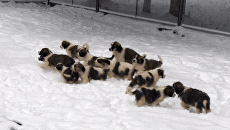 Верные друзья gif Верные друзья gif