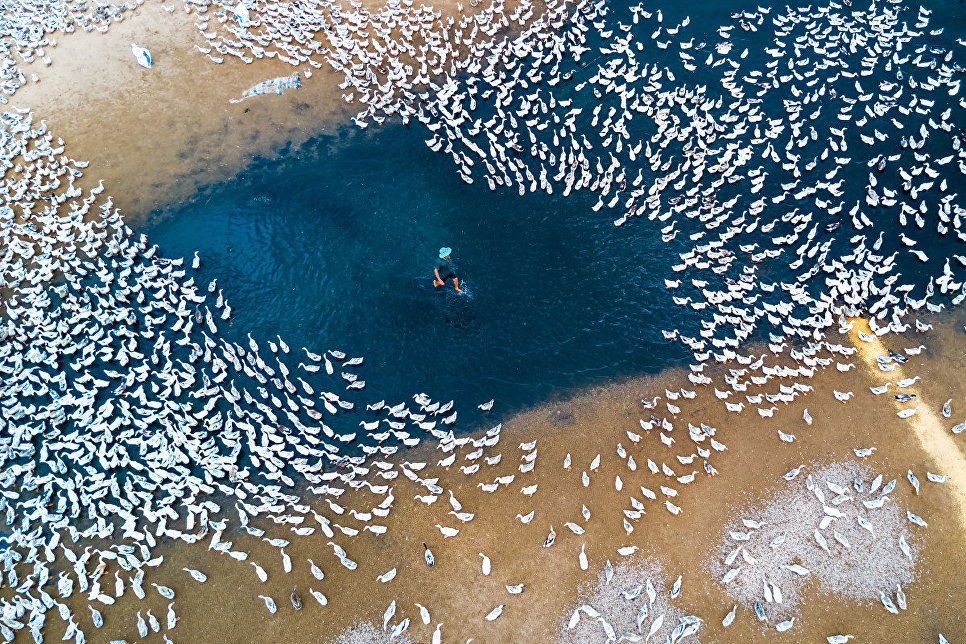 Снимок Выращивание уток (Raising ducks) фотографа Caokynhan, занявший третье место в категории Пейзаж Снимок Выращивание уток (Raising ducks) фотографа Caokynhan, занявший третье место в категории Пейзаж