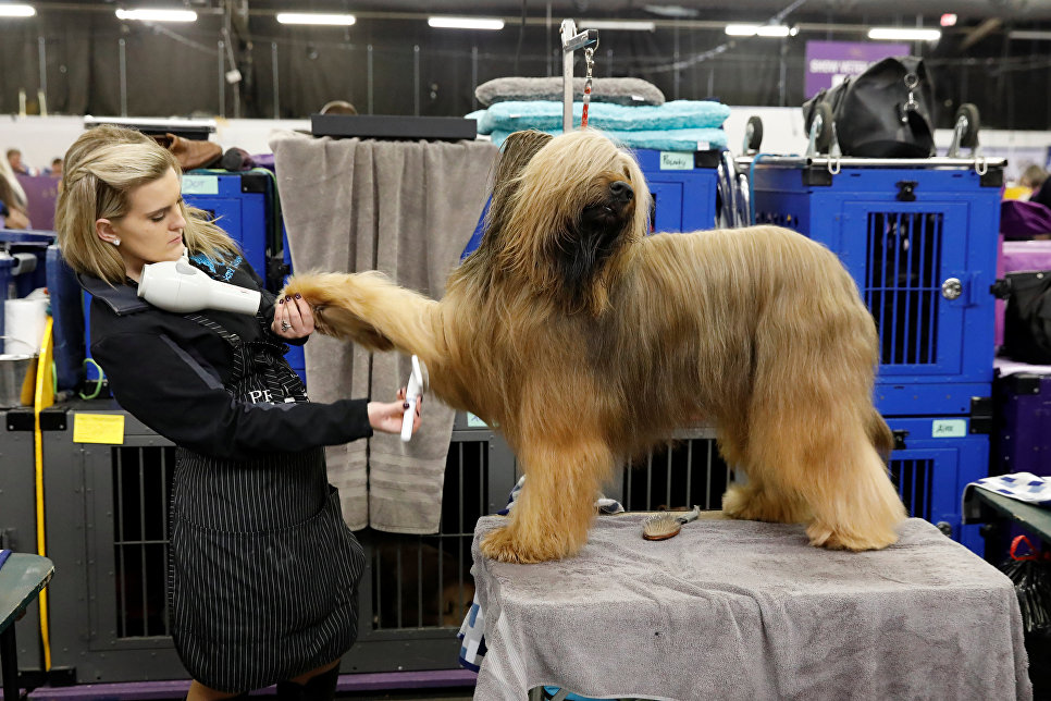 Ежегодная выставка собак Westminster Kennel Club в Нью-Йорке Ежегодная выставка собак Westminster Kennel Club в Нью-Йорке