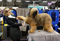 Ежегодная выставка собак Westminster Kennel Club в Нью-Йорке Ежегодная выставка собак Westminster Kennel Club в Нью-Йорке