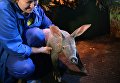 Новорожденный детеныш трубкозуба в Екатеринбургском зоопарке Новорожденный детеныш трубкозуба в Екатеринбургском зоопарке