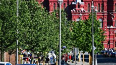 Липы на Тверской улице в Москве Липы на Тверской улице в Москве