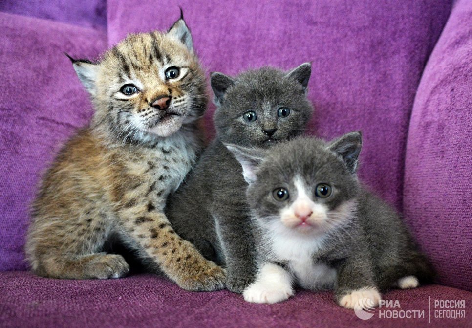 Рысенок, которого выкормила кошка по кличке Моника в зоопарке Чудесный недалеко от Уссурийска в Приморском крае, и ее детеныши Рысенок, которого выкормила кошка по кличке Моника в зоопарке Чудесный недалеко от Уссурийска в Приморском крае, и ее детеныши