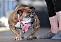 Собака на конкурсе Самая уродливая собака в мире(World's Ugliest Dog) Собака на конкурсе Самая уродливая собака в мире(World's Ugliest Dog)