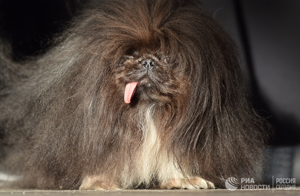 Собака на конкурсе Самая уродливая собака в мире(World's Ugliest Dog) Собака на конкурсе Самая уродливая собака в мире(World's Ugliest Dog)