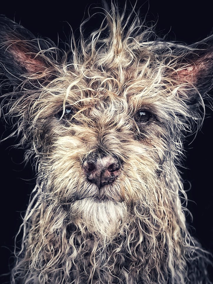 Работа фотографа Robin Robertis из Соединенных штатов Django Old man baby dog, занявшая первое место в категории Животные в фотоконкурсе 2018 iPhone Photography Awards Работа фотографа Robin Robertis из Соединенных штатов Django Old man baby dog, занявшая первое место в категории Животные в фотоконкурсе 2018 iPhone Photography Awards