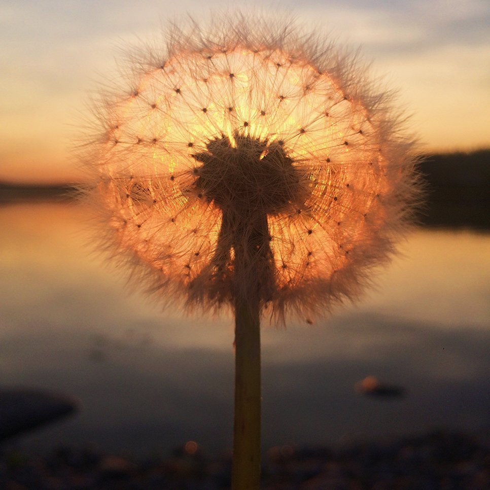 Работа фотографа Sara Ronkainen из Финляндии Dandelion sunset, занявшая первое место в категории Закат в фотоконкурсе 2018 iPhone Photography Awards Работа фотографа Sara Ronkainen из Финляндии Dandelion sunset, занявшая первое место в категории Закат в фотоконкурсе 2018 iPhone Photography Awards