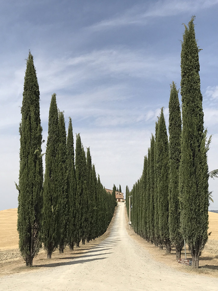 Работа фотографа Lidia Muntean из Румынии Road of Tusca, занявшая первое место в категории Деревья в фотоконкурсе 2018 iPhone Photography Awards Работа фотографа Lidia Muntean из Румынии Road of Tusca, занявшая первое место в категории Деревья в фотоконкурсе 2018 iPhone Photography Awards
