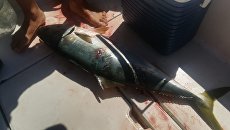 Лакедра, вырванная у акулы во время соревнований по подводной охоте в Приморье Лакедра, вырванная у акулы во время соревнований по подводной охоте в Приморье