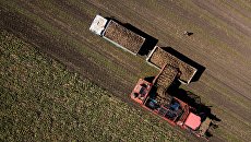 Уборка урожая сахарной свеклы в Краснодарском крае. Архивное фото Уборка урожая сахарной свеклы в Краснодарском крае. Архивное фото