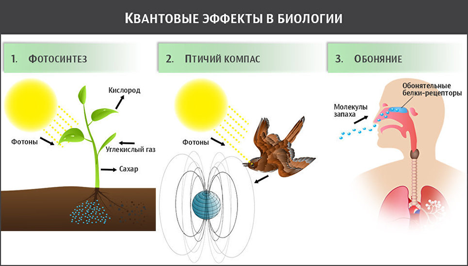 Квантовая биология презентация