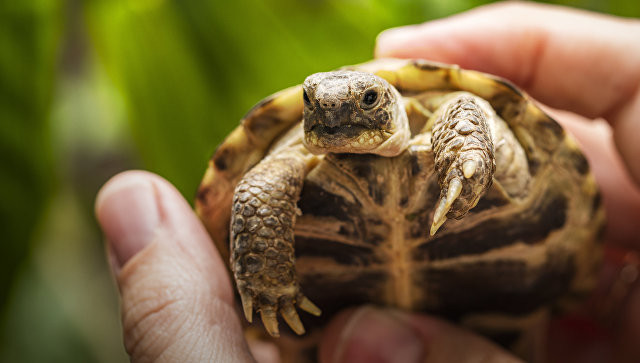 Черепахи стремительно вымирают. Ученые бьют тревогу 