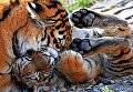 Молодая тигрица по кличке Алекса и амурский тигренок по кличке Тайган на территории зоопарка Садгород во Владивостоке Молодая тигрица по кличке Алекса и амурский тигренок по кличке Тайган на территории зоопарка Садгород во Владивостоке