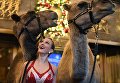 Участница рождественского мюзикла Radio City Christmas Spectacular позирует с верблюдами Участница рождественского мюзикла Radio City Christmas Spectacular позирует с верблюдами