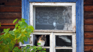 A cat in the window of a house.  Archive