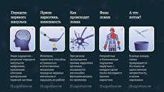 Механизм возникновения наркозависимости и нарколомки Механизм возникновения наркозависимости и нарколомки