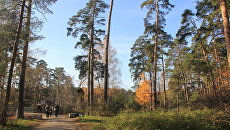 Серебряный бор. Архивное фото Серебряный бор. Архивное фото