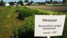 Делянки с садовыми цветами Павловской опытной станции Всероссийского института растениеводства имени Н.И.Вавилова. Архив Делянки с садовыми цветами Павловской опытной станции Всероссийского института растениеводства имени Н.И.Вавилова. Архив