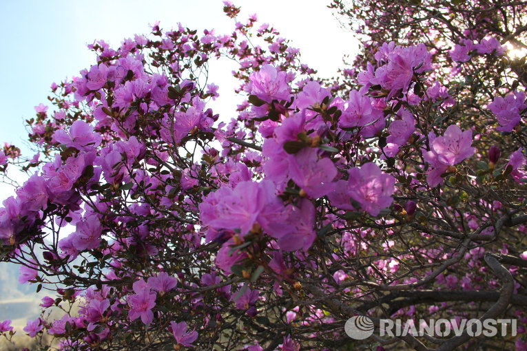 Цветение маральника в Горном Алтае Цветение маральника в Горном Алтае