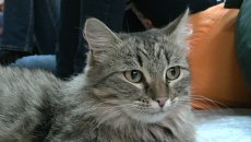Доктор с хвостом: томские эксперты рассказали, от чего лечат кошки Доктор с хвостом: томские эксперты рассказали, от чего лечат кошки